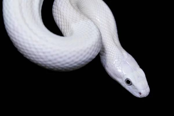 Texaanse Rattenslang Elaphe Obsoleta Lindheimeri Een Slang Uit Familie Rattenslangen — Stockfoto