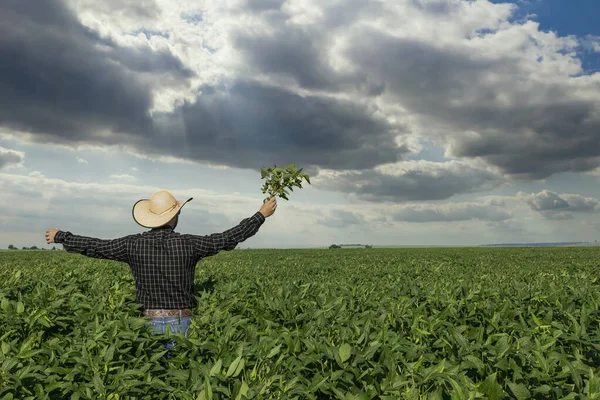 Joven Agricultor Con Sombrero Sosteniendo Soja Campo Soja —  Fotos de Stock