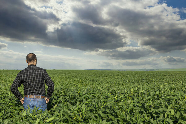 Young agronomist looking at soybean plantation.