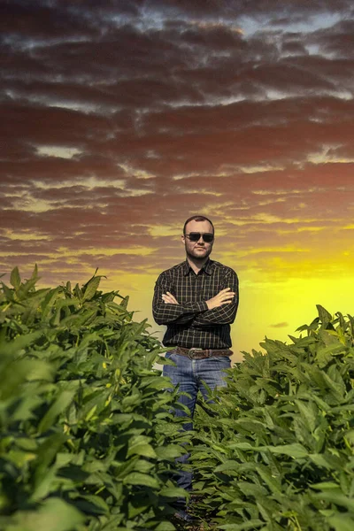 Jonge Landbouwkundige Met Een Hoed Het Soja Veld Bij Zonsondergang — Stockfoto