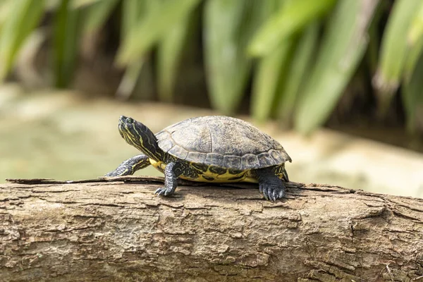 Bain Soleil Tigre Tortue Sur Tronc Arbre Dans Lac — Photo