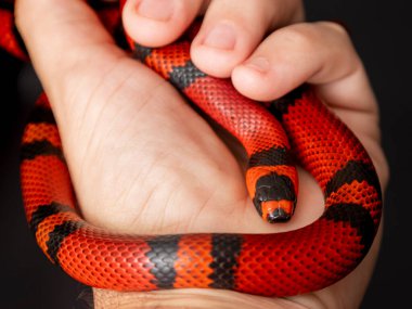 Lampropeltis triangulum, commonly known as the milk snake or milksnake, is a species of kingsnake. clipart