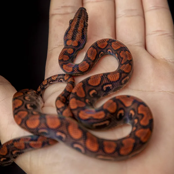 Epicrates Cenchria Boa Species Endemic Central South America Common Names — Stock Photo, Image