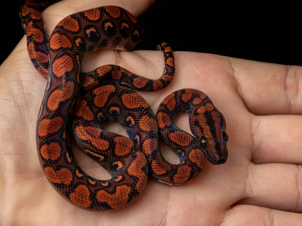 Epicrates Cenchria Boa Species Endemic Central South America Common Names — Stock Photo, Image