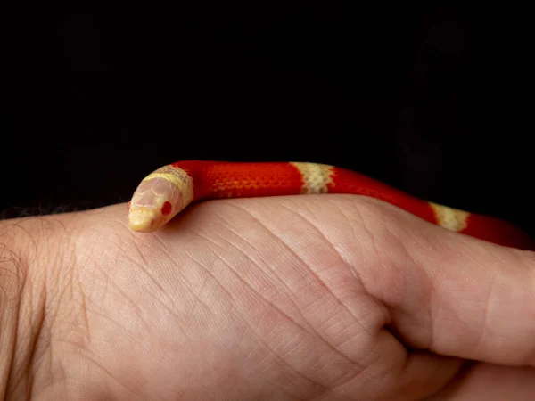 Lampropeltis Triangulum Commonly Known Milk Snake Milksnake Species Kingsnake — Stock Photo, Image