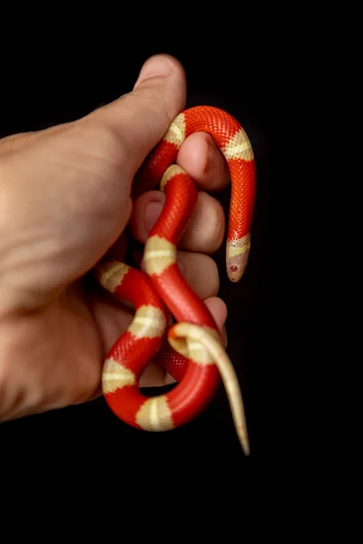 Lampropeltis Triangulum Commonly Known Milk Snake Milksnake Species Kingsnake — Stock Photo, Image