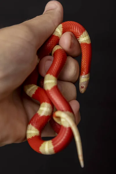 Lampropeltis Triangulum Commonly Known Milk Snake Milksnake Species Kingsnake — Stock Photo, Image