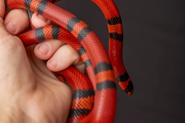 Lampropeltis Triangulum Commonly Known Milk Snake Milksnake Species Kingsnake — Stock Photo, Image