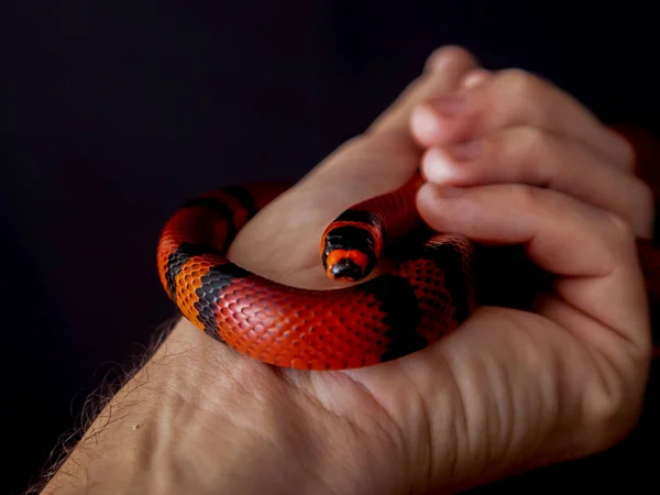 Lampropeltis Triangulum Commonly Known Milk Snake Milksnake Species Kingsnake — Stock Photo, Image