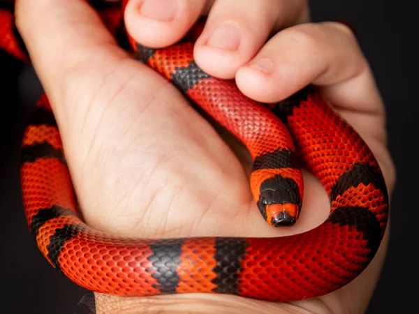 Lampropeltis Triangulum Almindeligvis Kendt Som Mælkeslangen Eller Malkeslangen Art Kingsnake - Stock-foto