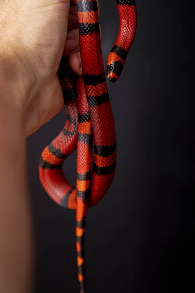 Lampropeltis Triangulum Commonly Known Milk Snake Milksnake Species Kingsnake — Stock Photo, Image