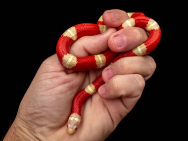 Lampropeltis triangulum, yılangiller (Felidae) familyasından bir yılan türü..