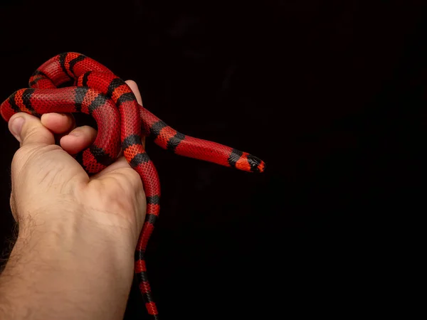 Lampropeltis Triangulum Comunemente Noto Come Serpente Del Latte Serpente Del — Foto Stock