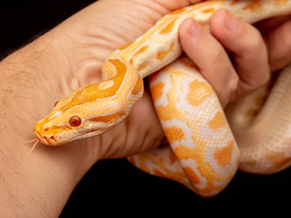 Золотой Питон Сетчатый Питон Python Reticulatus — стоковое фото