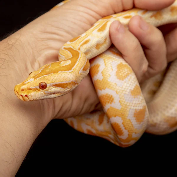 Золотой Питон Сетчатый Питон Python Reticulatus — стоковое фото