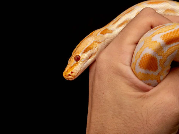 Python Zlatý Retikulovaný Python Reticulatus — Stock fotografie