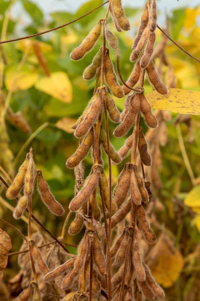 Soy Plantation Dry Grains Ready Harvest — Stock Photo, Image