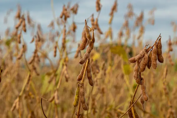 Soy Plantation Dry Grains Ready Harvest — Stock Photo, Image