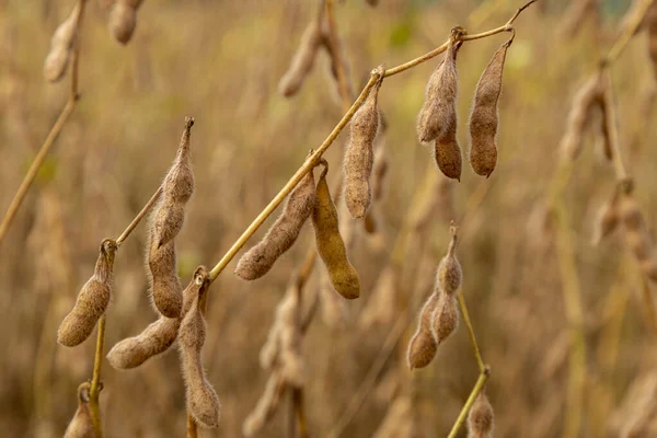 Soy Plantation Dry Grains Ready Harvest — Stock Photo, Image