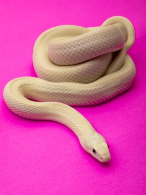 The Texas rat snake (Elaphe obsoleta lindheimeri ) is a subspecies of rat snake, a nonvenomous colubrid found in the United States, primarily within the state of Texas clipart