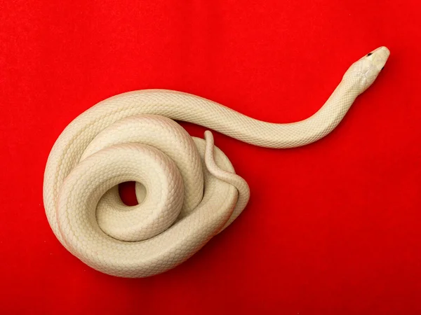 Serpente Ratto Del Texas Elaphe Obsoleta Lindheimeri Una Sottospecie Serpente — Foto Stock
