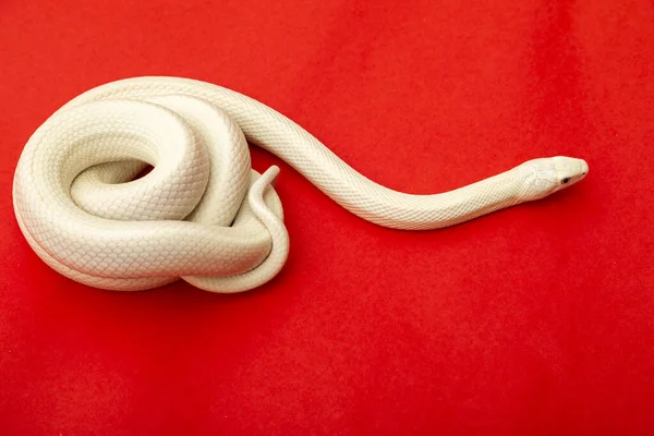 德克萨斯鼠蛇 Texas Rat Snake 缩写Elaphe Obsolete Eta Lindheimeri 是鼠蛇的亚种 在美国发现 — 图库照片