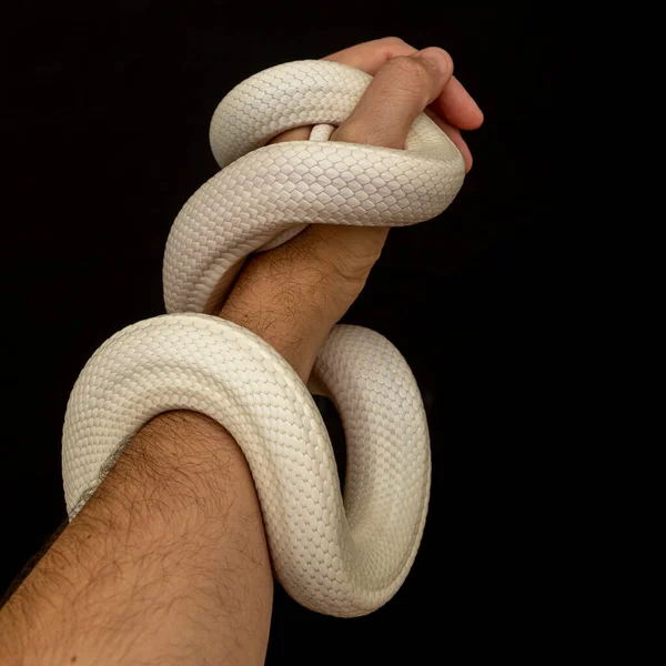 Serpente Ratto Del Texas Elaphe Obsoleta Lindheimeri Una Sottospecie Serpente — Foto Stock