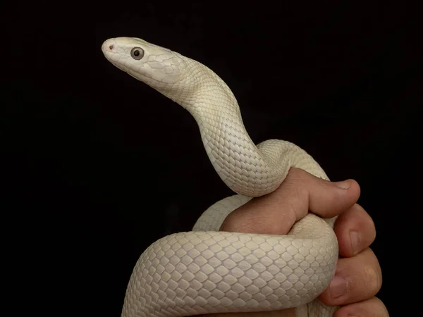 テキサス ラット スネーク Texas Rat Snake Elaphe Oldetta Lindheimeri アメリカ合衆国テキサス州を中心に発見されたヘビの亜種である — ストック写真