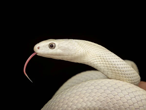 テキサス ラット スネーク Texas Rat Snake Elaphe Oldetta Lindheimeri アメリカ合衆国テキサス州を中心に発見されたヘビの亜種である — ストック写真