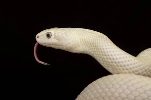 Serpiente Rata Texas Elaphe Obsoleta Lindheimeri Una Subespecie Serpiente Rata — Foto de Stock