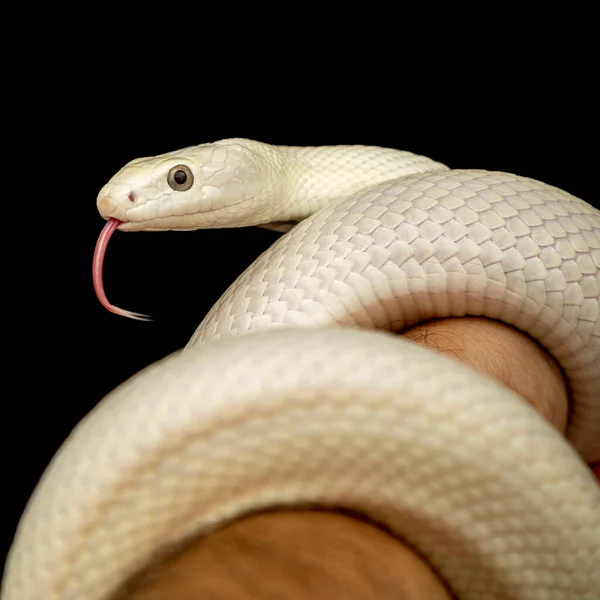 Serpente Ratto Del Texas Elaphe Obsoleta Lindheimeri Una Sottospecie Serpente — Foto Stock