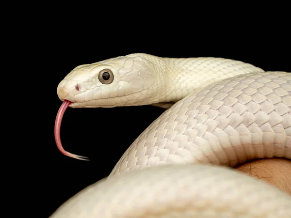 Texaanse Rattenslang Elaphe Obsoleta Lindheimeri Een Slang Uit Familie Rattenslangen — Stockfoto