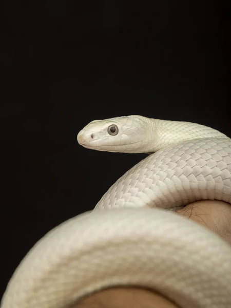 Texaanse Rattenslang Elaphe Obsoleta Lindheimeri Een Slang Uit Familie Rattenslangen — Stockfoto