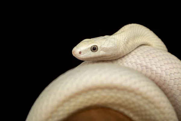 テキサス ラット スネーク Texas Rat Snake Elaphe Oldetta Lindheimeri アメリカ合衆国テキサス州を中心に発見されたヘビの亜種である — ストック写真