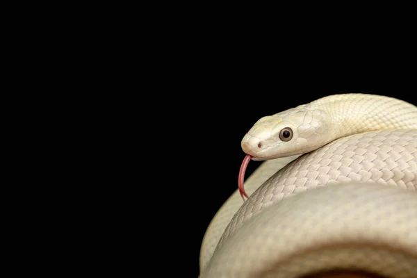 Texas Rat Snake Elaphe Obsoleta Lindheimeri Subspecies Rat Snake Nonvenomous — Stock Photo, Image
