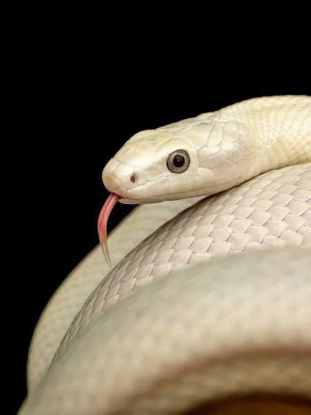 テキサス ラット スネーク Texas Rat Snake Elaphe Oldetta Lindheimeri アメリカ合衆国テキサス州を中心に発見されたヘビの亜種である — ストック写真