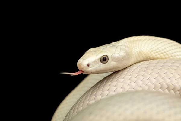 Serpente Ratto Del Texas Elaphe Obsoleta Lindheimeri Una Sottospecie Serpente — Foto Stock