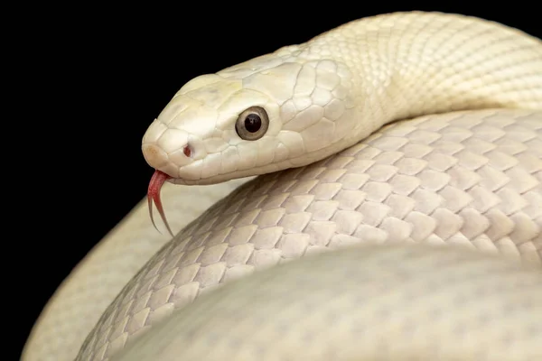 Serpente Ratto Del Texas Elaphe Obsoleta Lindheimeri Una Sottospecie Serpente — Foto Stock