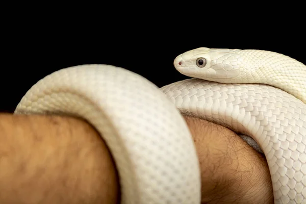 Serpiente Rata Texas Elaphe Obsoleta Lindheimeri Una Subespecie Serpiente Rata —  Fotos de Stock