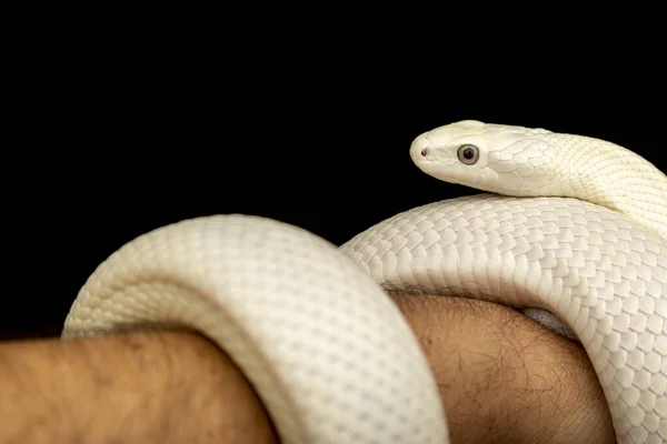 Texas Råtta Orm Elaphe Obsoleta Lindheimeri Underart Råtta Orm Icke — Stockfoto