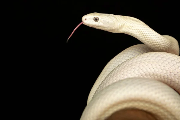 Texaanse Rattenslang Elaphe Obsoleta Lindheimeri Een Slang Uit Familie Rattenslangen — Stockfoto