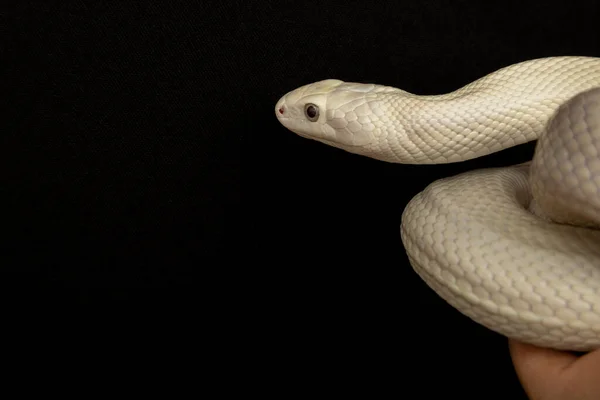 テキサス ラット スネーク Texas Rat Snake Elaphe Oldetta Lindheimeri アメリカ合衆国テキサス州を中心に発見されたヘビの亜種である — ストック写真