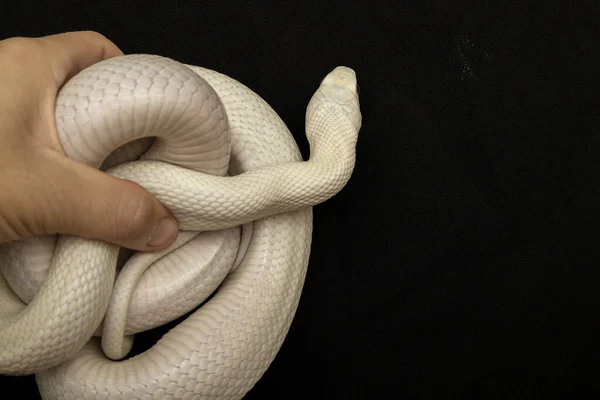 テキサス ラット スネーク Texas Rat Snake Elaphe Oldetta Lindheimeri アメリカ合衆国テキサス州を中心に発見されたヘビの亜種である — ストック写真