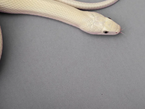 テキサス ラット スネーク Texas Rat Snake Elaphe Oldetta Lindheimeri アメリカ合衆国テキサス州を中心に発見されたヘビの亜種である — ストック写真