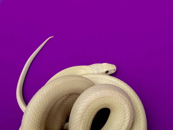 Texas Rat Snake Elaphe Obsoleta Lindheimeri Підвид Щурової Змії Неотруйний — стокове фото