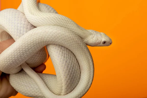 Serpiente Rata Texas Elaphe Obsoleta Lindheimeri Una Subespecie Serpiente Rata — Foto de Stock