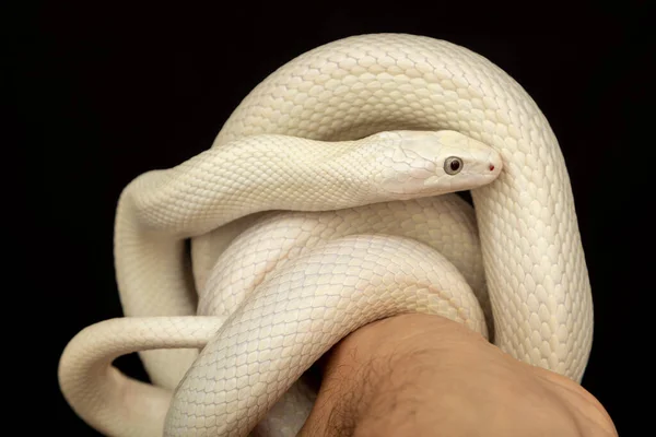 Texaanse Rattenslang Elaphe Obsoleta Lindheimeri Een Slang Uit Familie Rattenslangen — Stockfoto