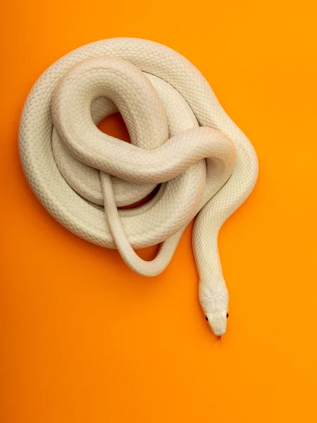 Texas Rat Snake Elaphe Obsoleta Lindheimeri Subspecies Rat Snake Nonvenomous — Stock Photo, Image