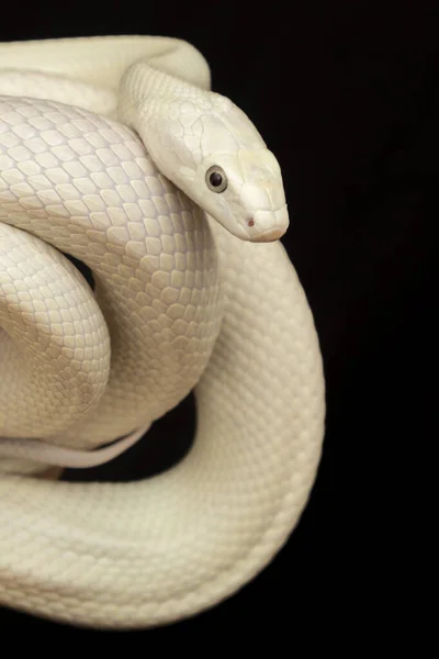 テキサス ラット スネーク Texas Rat Snake Elaphe Oldetta Lindheimeri アメリカ合衆国テキサス州を中心に発見されたヘビの亜種である — ストック写真