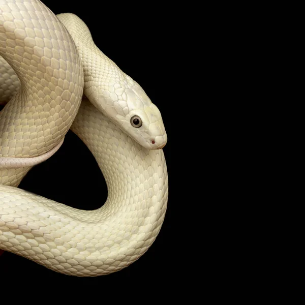 德克萨斯鼠蛇 Texas Rat Snake 缩写Elaphe Obsolete Eta Lindheimeri 是鼠蛇的亚种 在美国发现 — 图库照片